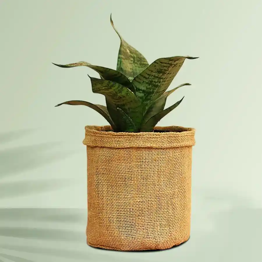 Enchanting Jute-Wrapped Snake Plant in a stylish pot.