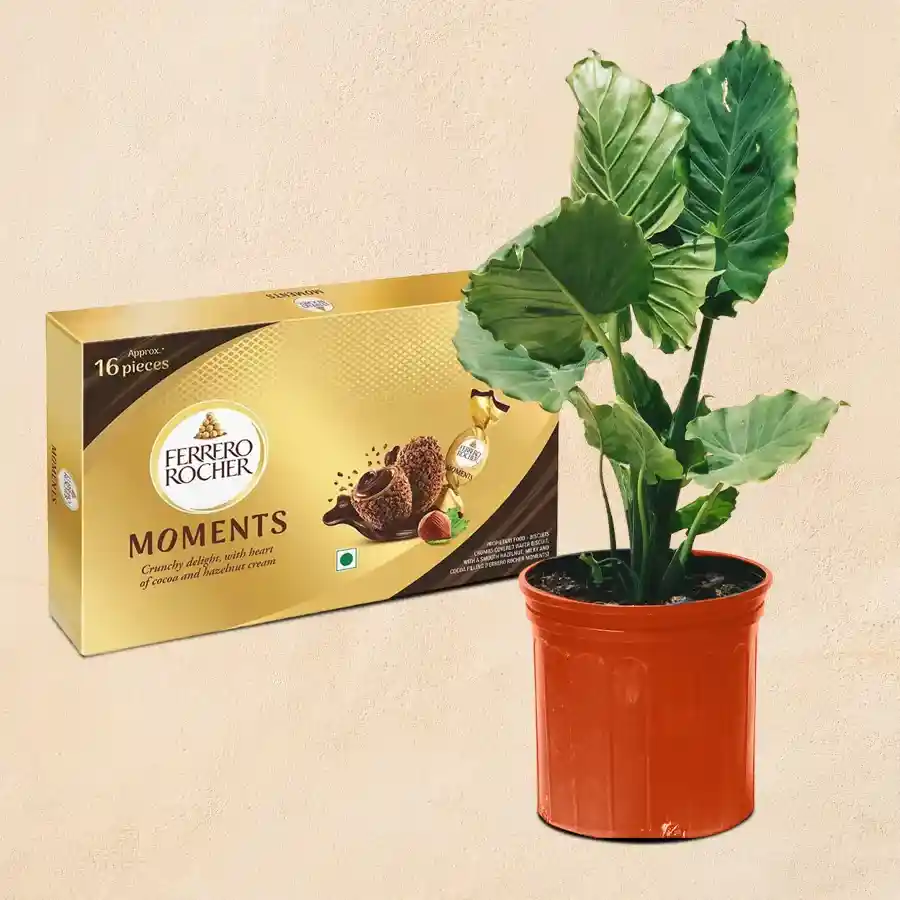 An Elephant Ear Plant in a brown pot alongside a box of 16 Ferrero Rocher chocolates, creating a unique gift set.