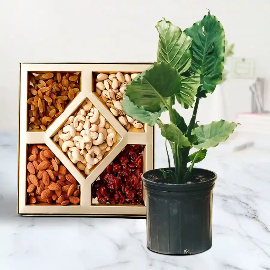 Attractive combo featuring an Elephant Ear Plant in a black pot and a pack of assorted dry fruits.