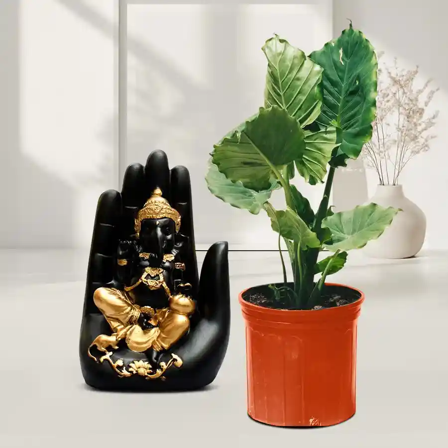 Elephant Ear Plant paired with a beautiful Palm Ganesha showpiece.