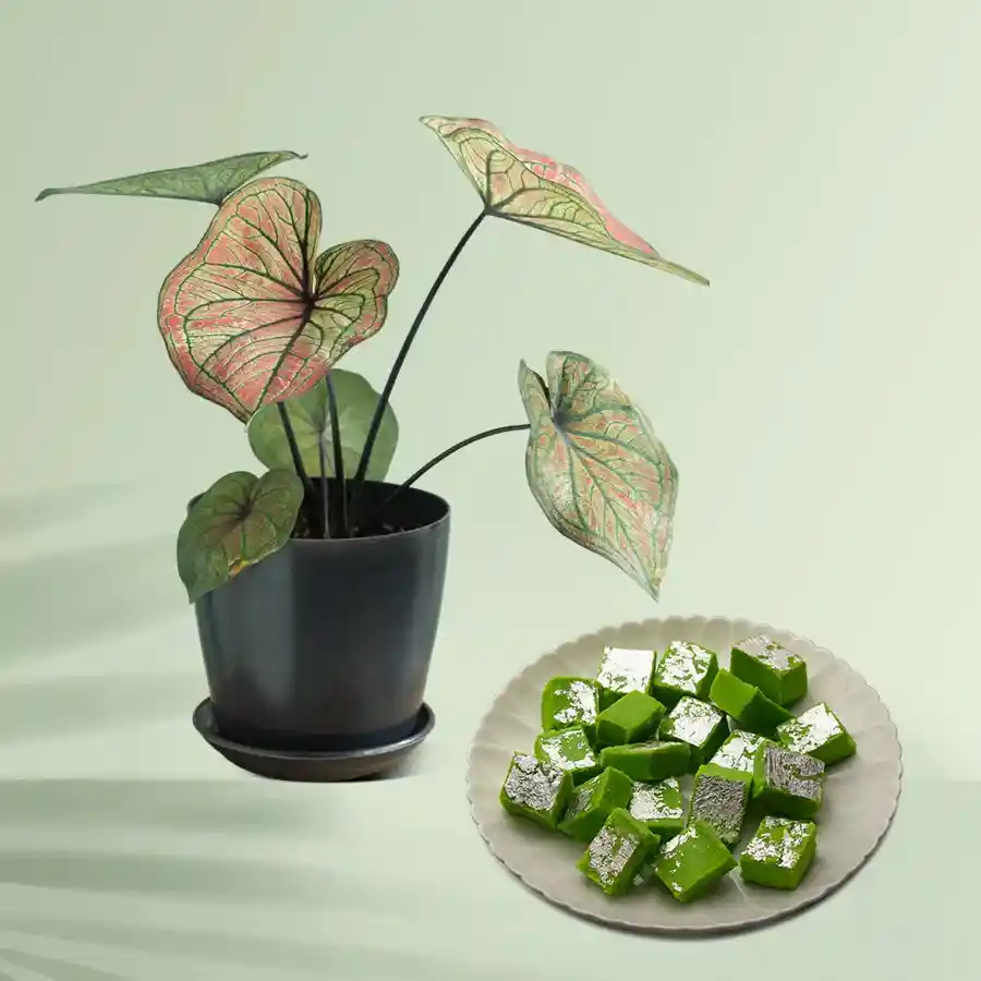 Beautiful Caladiums plant with Mawa Pista Barfi gift set.