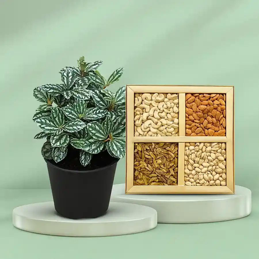 Aluminium plant in a black pot with assorted dry fruits combo.