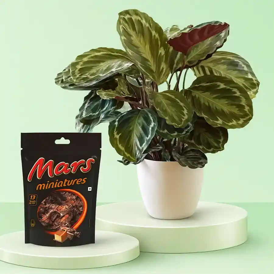Calathea Plant in a white pot with Mars Miniatures Chocolate, perfect for gifting.