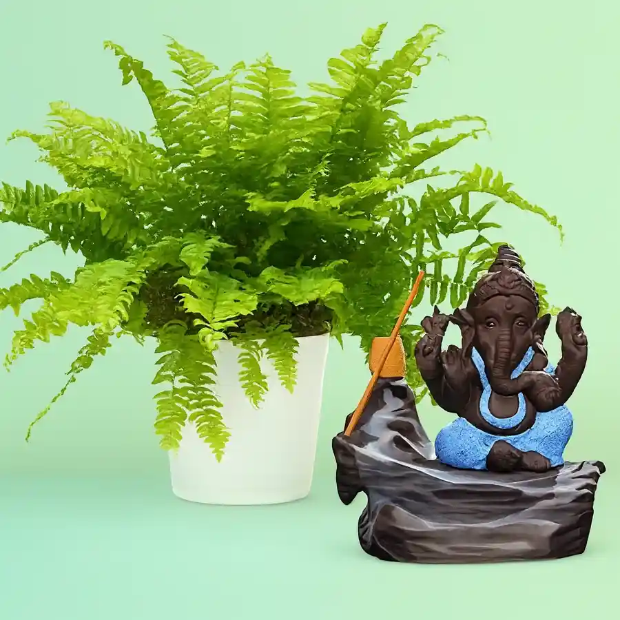 Unique gift duo featuring a Boston fern plant in a white pot and a Bal Ganesha smoke fountain showpiece.