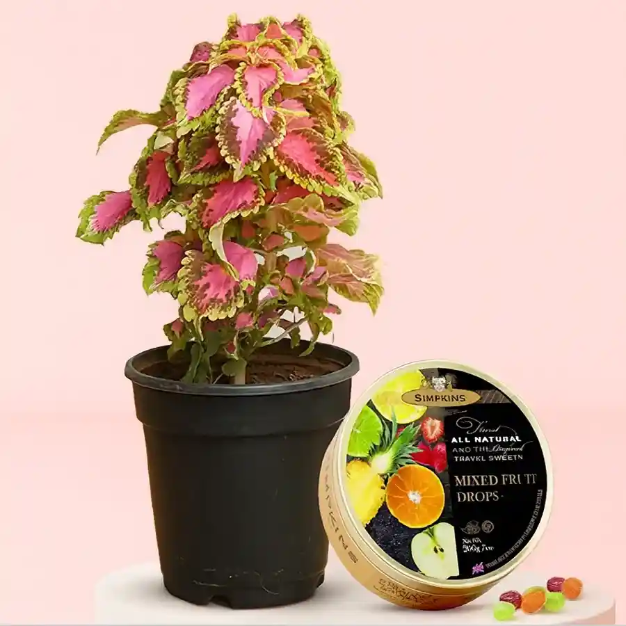 Cheerful coleus plant in a black pot paired with a tin of Simpkins candy.