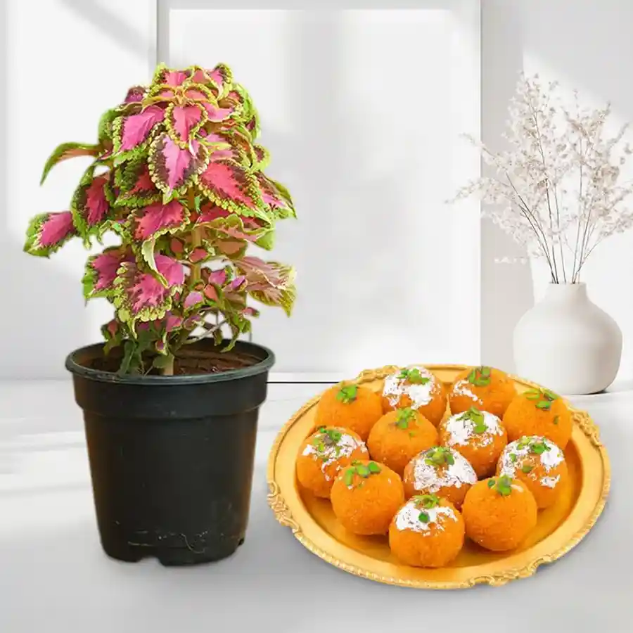 Charming pack featuring a Coleus plant in a red pot and Ghee Ladoo treats.