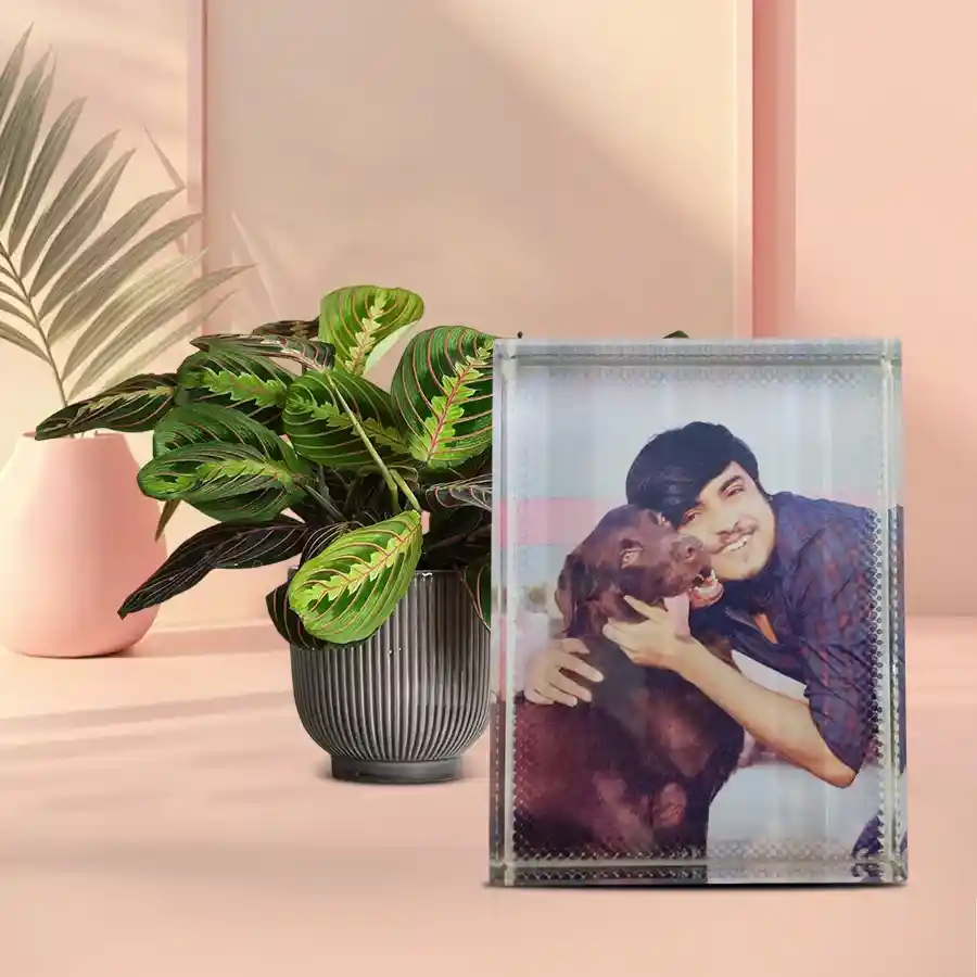 A Maranta plant in a white pot paired with a personalized rectangular glass paper weight, symbolizing thoughtful gifting and nature’s beauty.