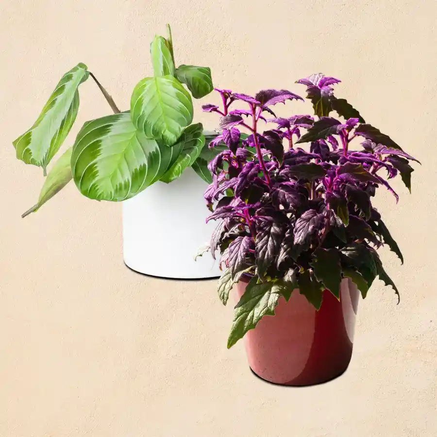 Attractive duo of indoor plants, Maranta and Wandering Coleus, in white and brown pots, perfect for gifting.