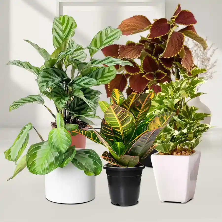 Five indoor plants in plastic pots, including Maranta, Wandering Jew, Coleus, Crotons, and Calatheas, perfect for brightening any space.