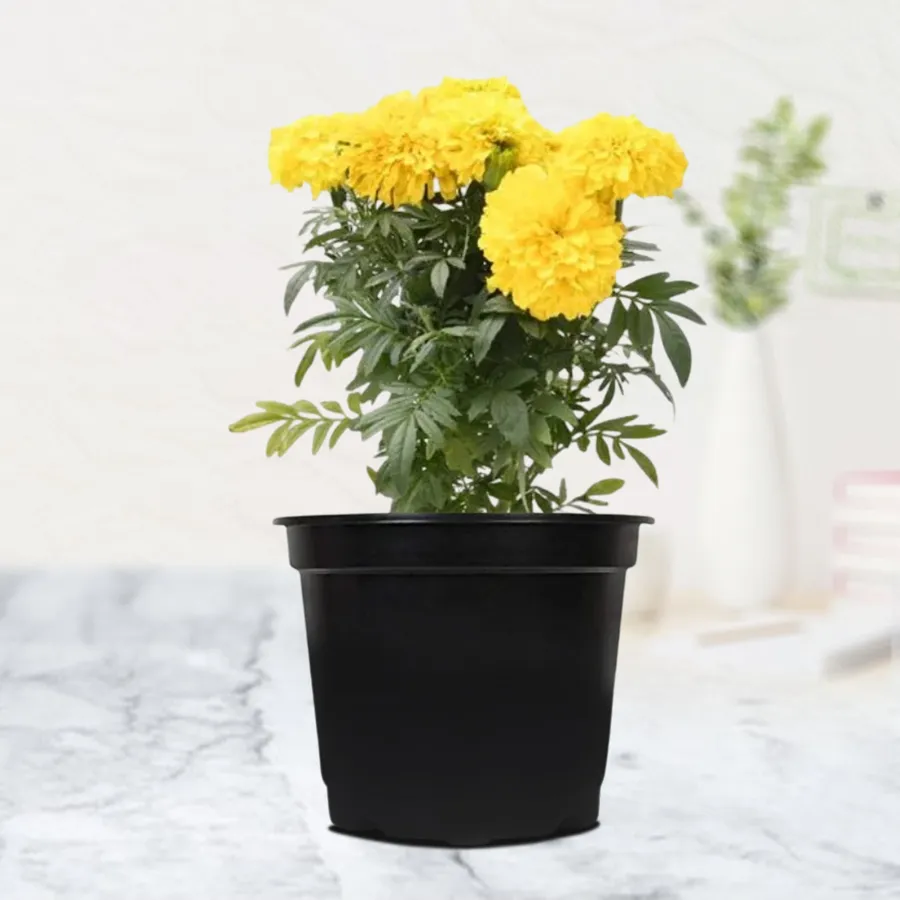 Marigold Splendor Plant Gift in a black tub, showcasing vibrant blooms for an outdoor setting.
