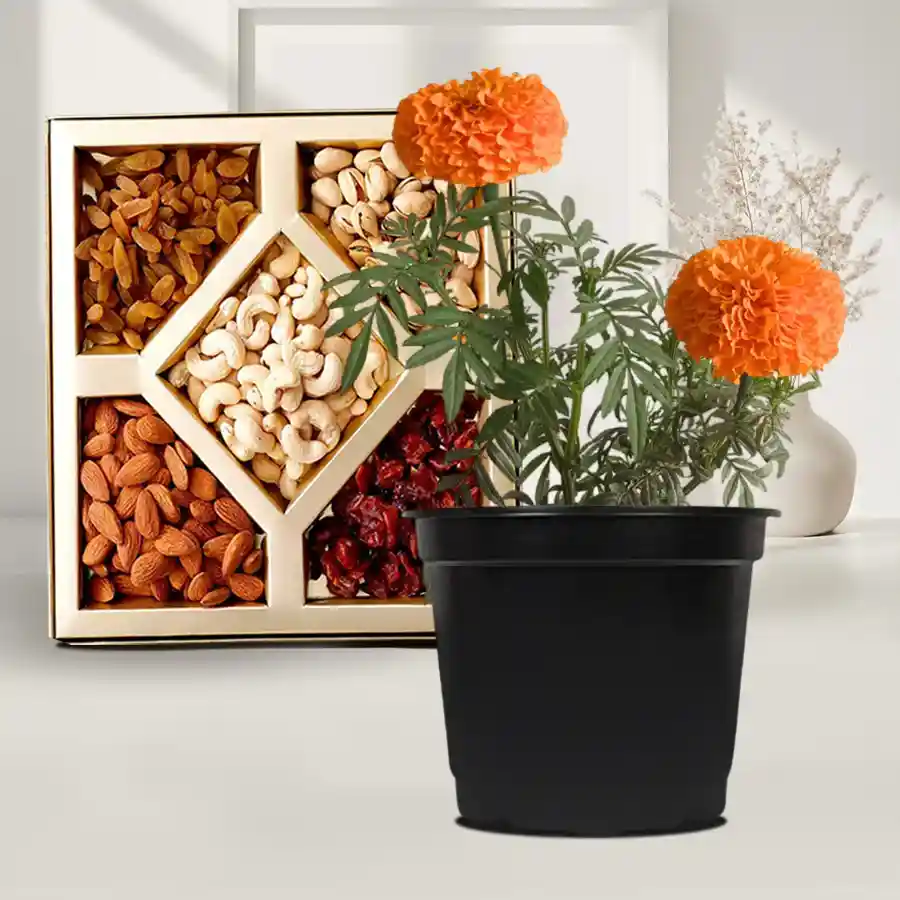 A potted jute-wrapped marigold plant with assorted dry fruits in a black tub, perfect for gifting.