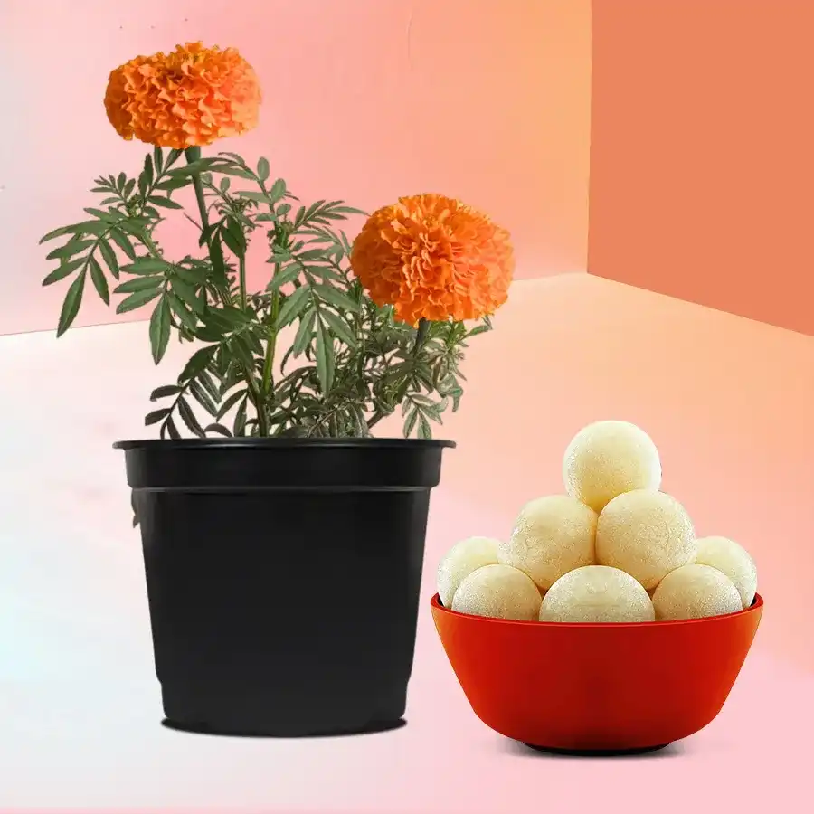 Marigold plant with brown tub and rasgulla sweets in a delightful gift combo.