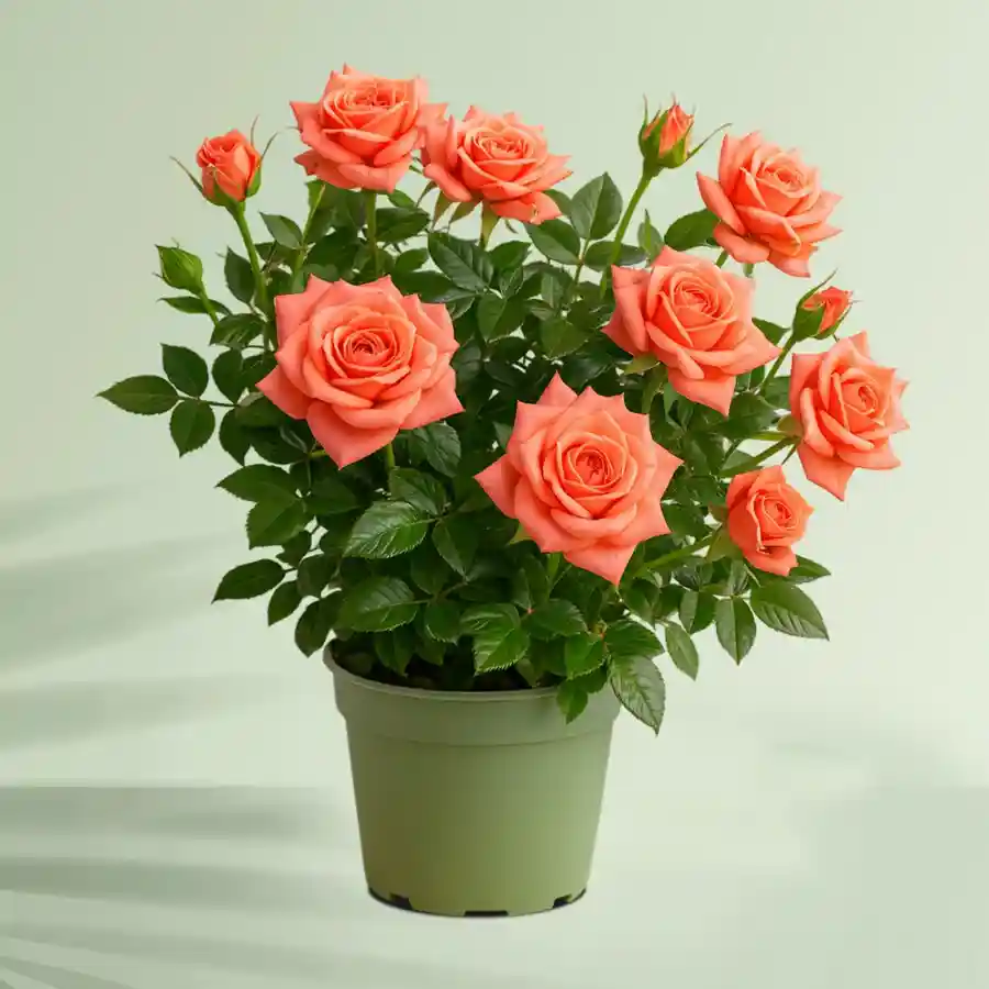 Delicate outdoor rose plant gift in a green tub, perfect for brightening someone's day.