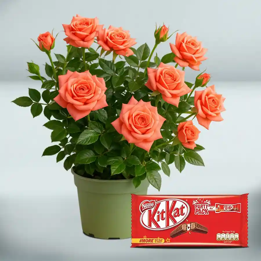 A charming rose plant in a green tub paired with a KitKat party pack, perfect for a thoughtful gift.