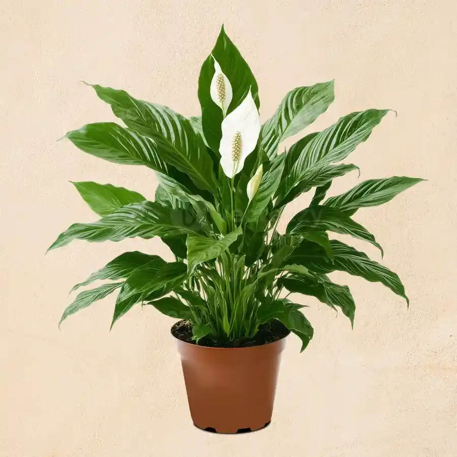 Potted lily plant in a brown tub, perfect outdoor gift.
