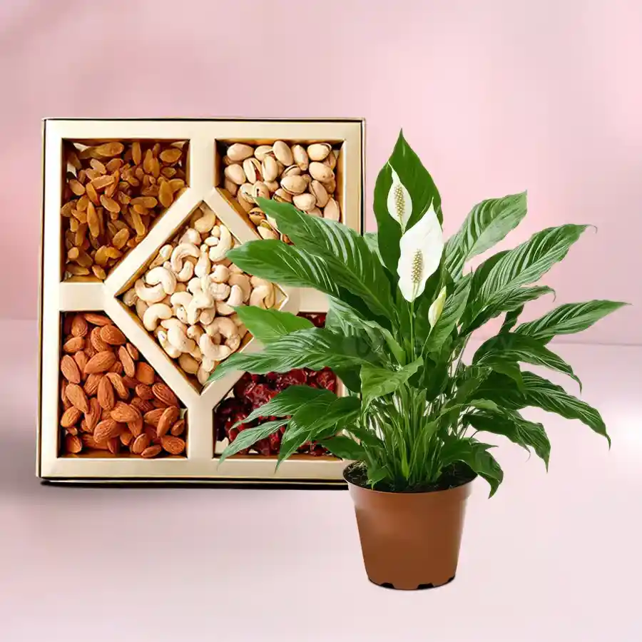 Bright lily plant in a brown tub paired with assorted dry fruits, a cheerful gift for loved ones.