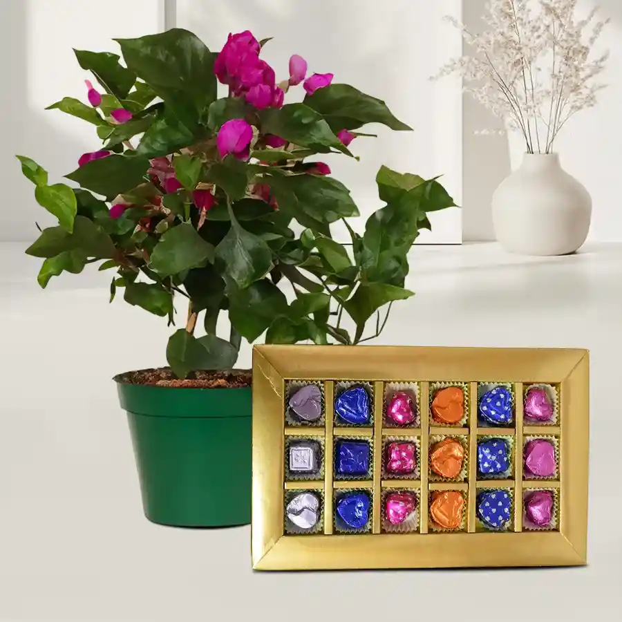 A vibrant Bougainvillea plant in a green tub paired with 18 homemade chocolates, representing a charming gift of nature and sweetness.