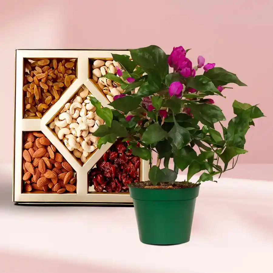 Bougainvillea plant in a green tub alongside assorted dry fruits gift combo.