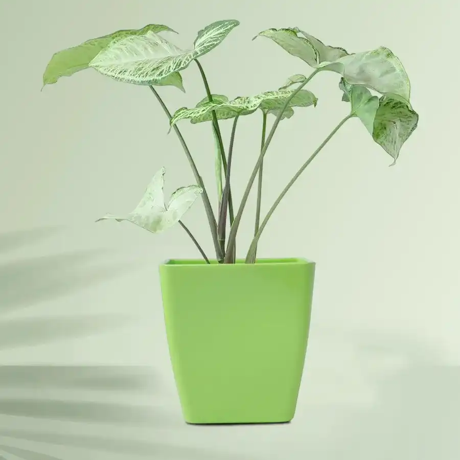 Lush Syngonium plant in a green tub, perfect gift for outdoor spaces.