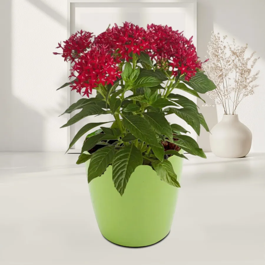 Heartfelt Potted Pentas Plant in a green tub, perfect outdoor gift.