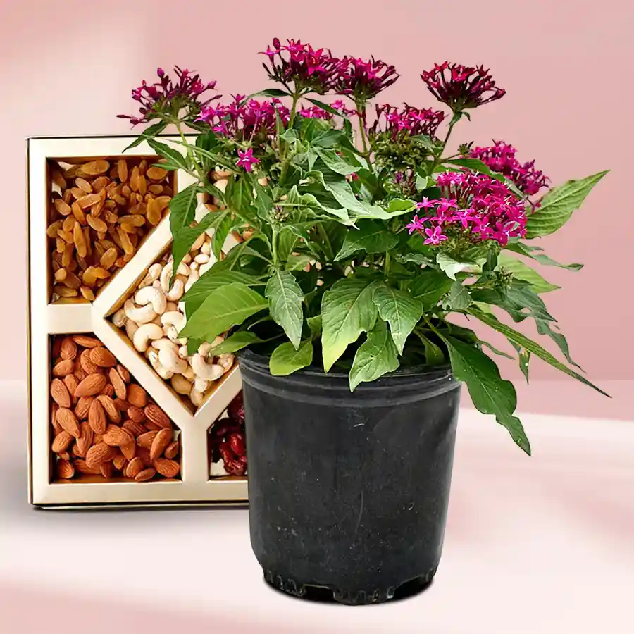Heartfelt Pentas Plant in a black tub with assorted dry fruits combo.