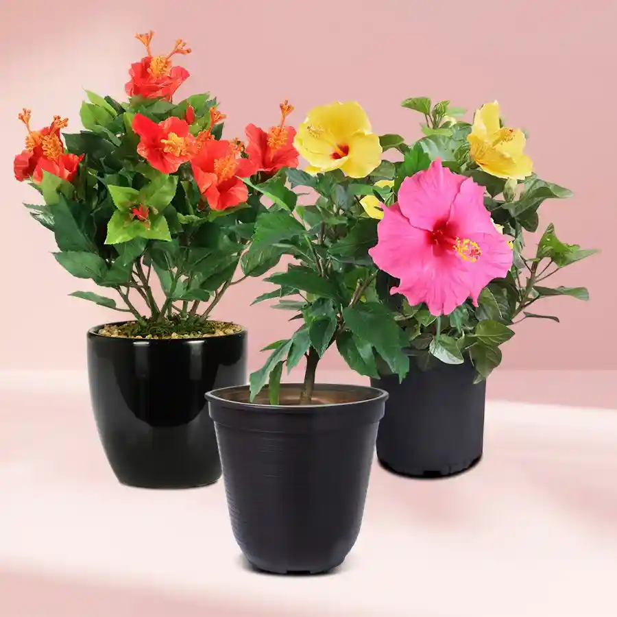 Trio of potted hibiscus plants in black tubs, perfect for outdoor decoration and thoughtful gifting.