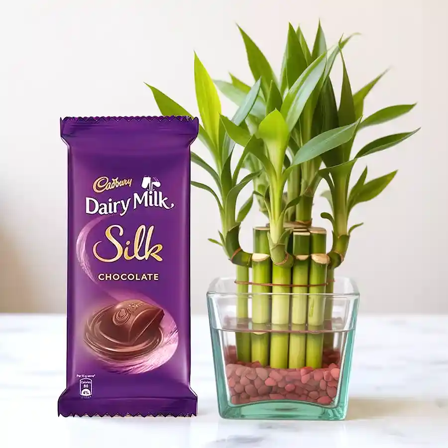 Two-tier Lucky Bamboo Plant with a Cadbury Dairy Milk Silk chocolate bar in a gift combo.