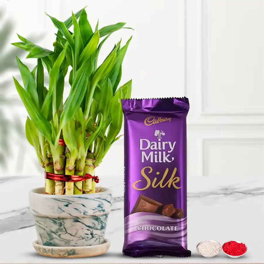 Two-tier bamboo plant and Cadbury Silk chocolates for Bhai Dooj gift, featuring free Roli Tika and Chawal.