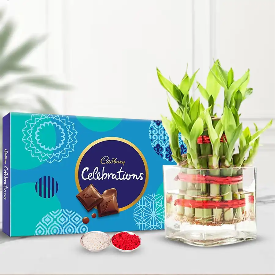 Cadbury Celebrations Pack and 2 Tier Bamboo Plant combo for Bhai Dooj.