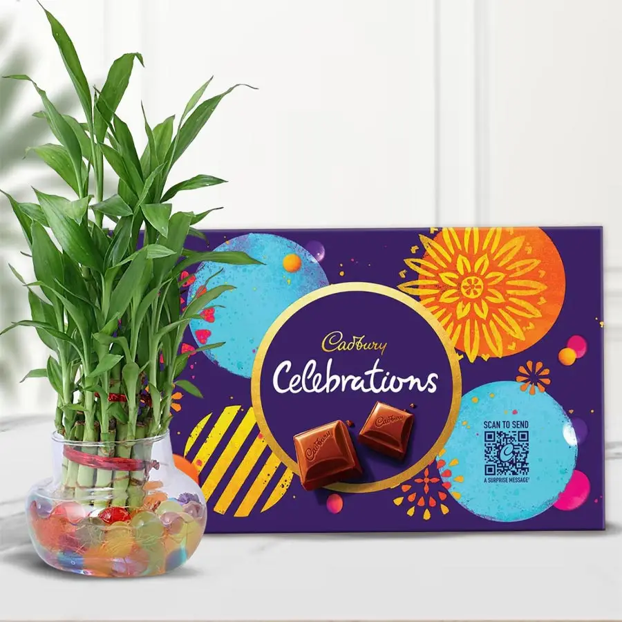 Exquisite 2 Tier Lucky Bamboo Plant in glass pot with Cadbury Celebrations pack for Diwali gift.