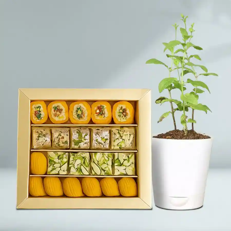 Golden Star Mix Mithai and Tulsi Plant gift combo for celebrations.