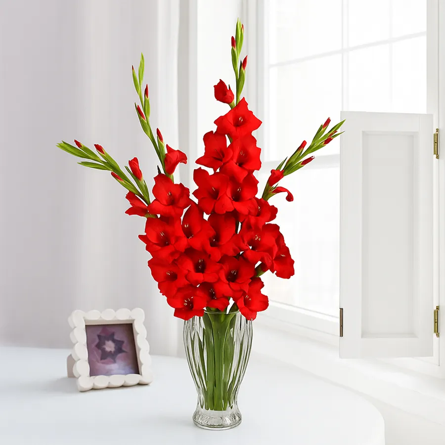 Radiant red gladiolus arrangement in a glass vase, perfect for gifting.