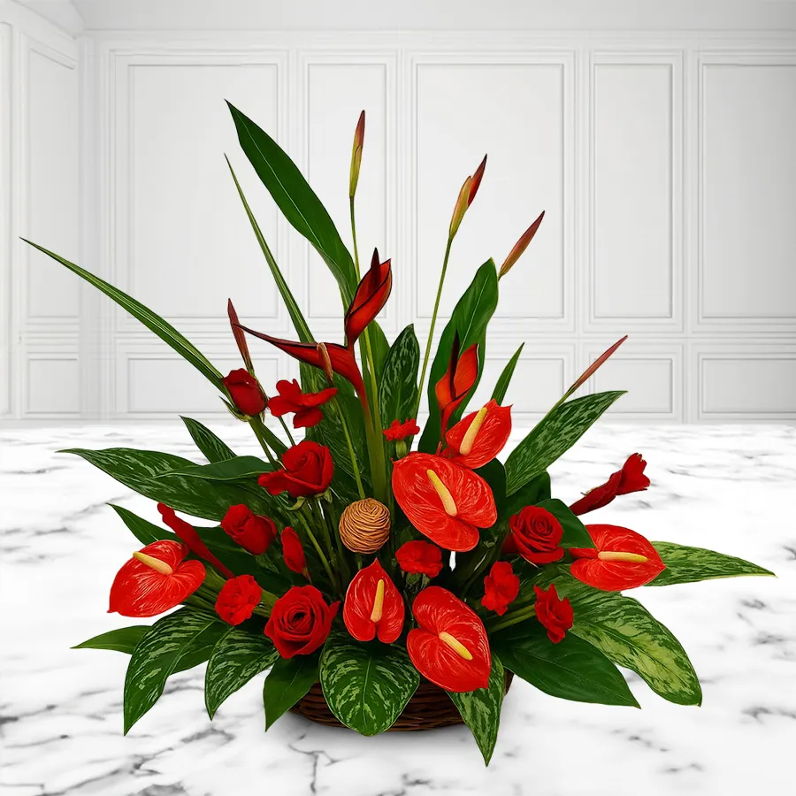 Radiant Anthurium and BOP floral arrangement with 12 Anthurium flowers and 2 BOP stems. Perfect for celebrations and gifting.