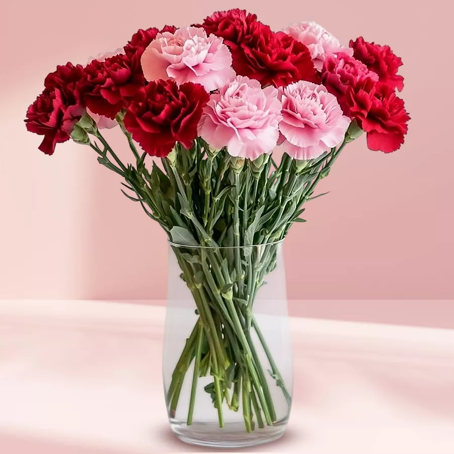 A beautiful arrangement of 15 pink and red carnations in a stylish glass vase, ideal for gifting on special occasions.