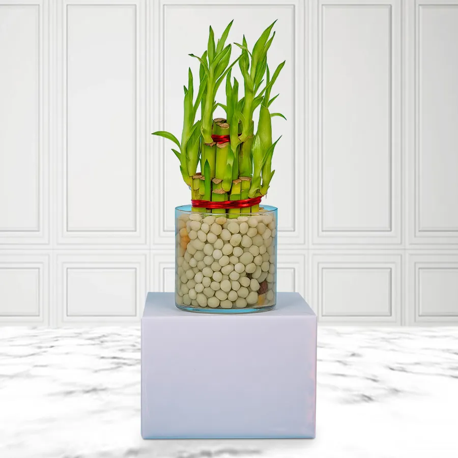3 Tier Bamboo Plant in a stylish glass pot for good luck.
