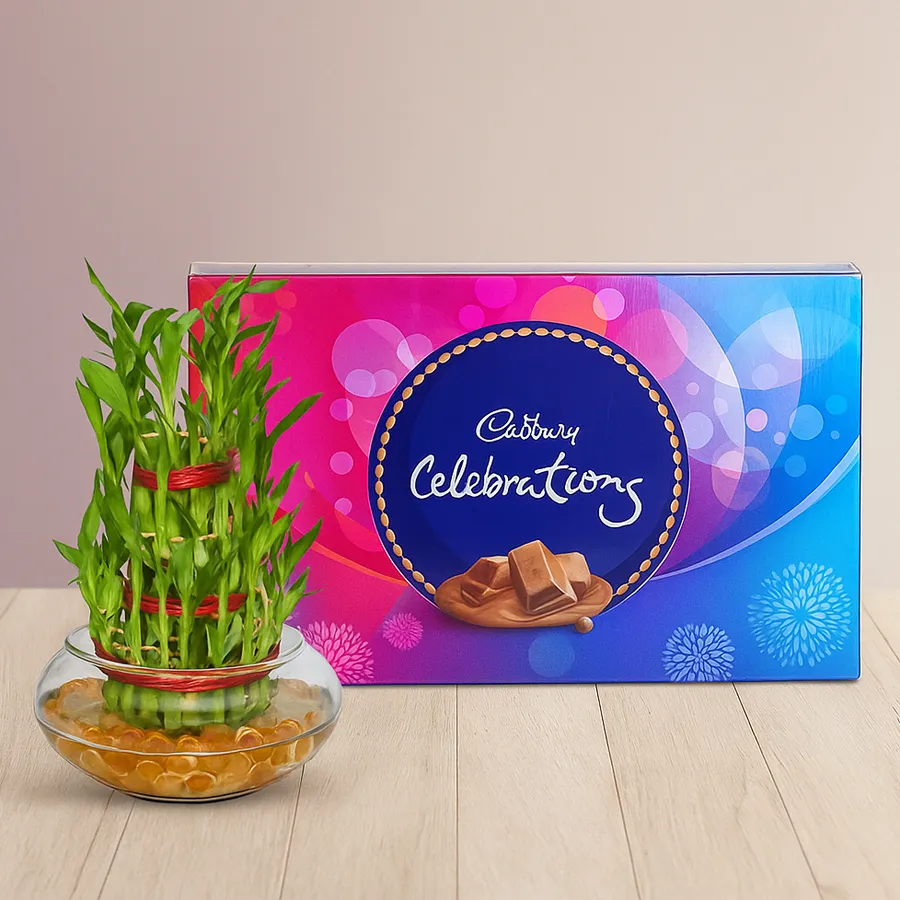 Combo of 2-layer Lucky Bamboo plant in glass pot with Cadbury Celebrations chocolates.