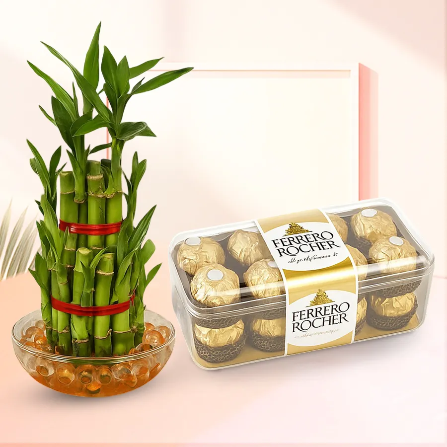 A premium 2-tier bamboo plant in a glass pot alongside a pack of 16 Ferrero Rocher chocolates, a delightful gift combo for any occasion.