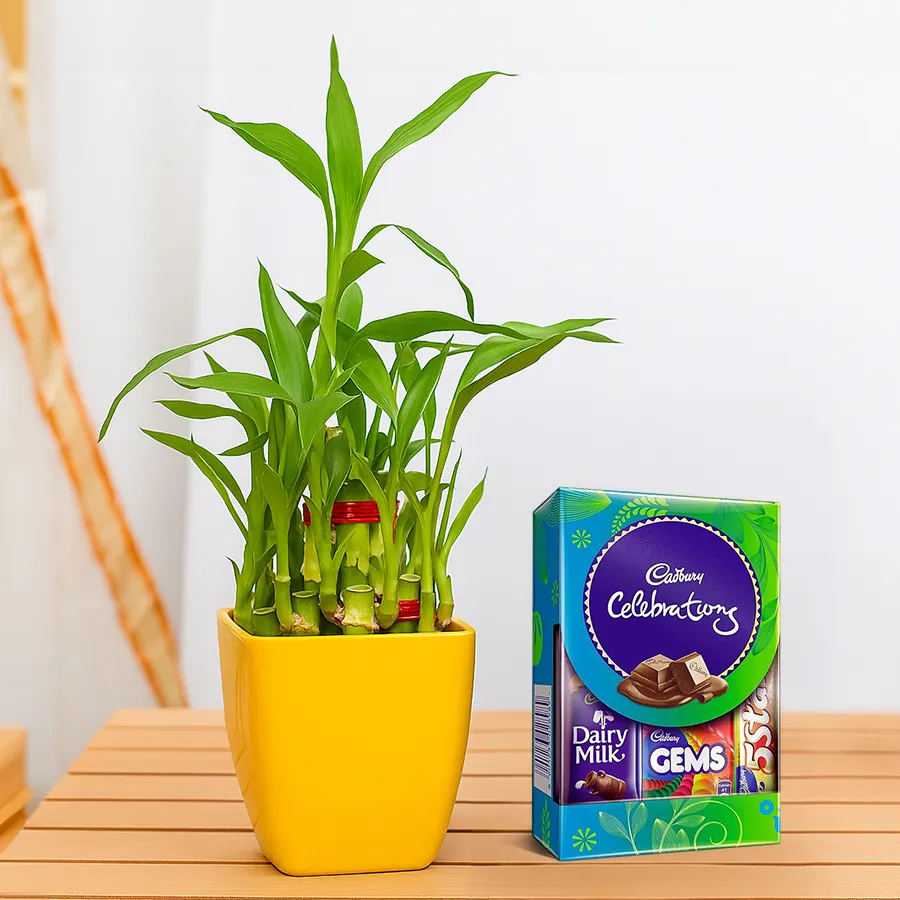 2-tier Lucky Bamboo plant with Cadbury Celebrations mini pack gift.