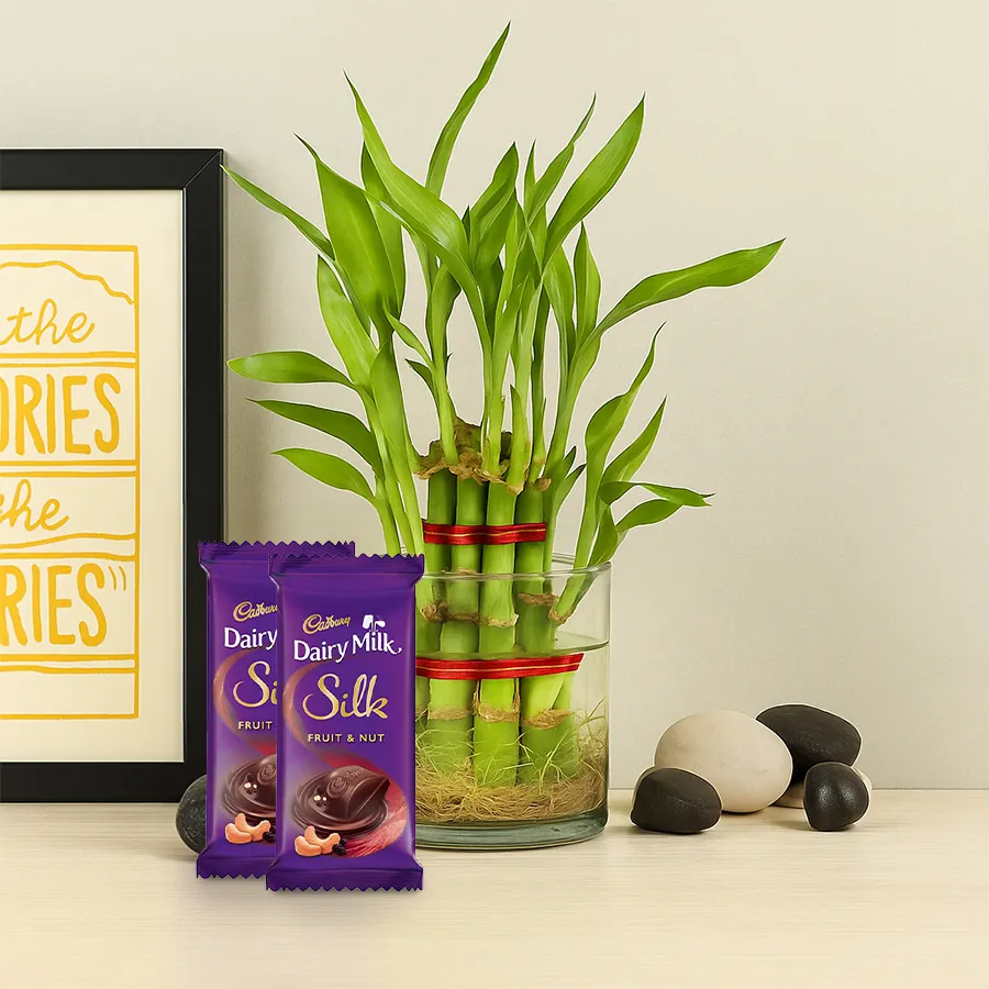 Two-tier bamboo plant in a glass pot with Cadbury Dairy Milk Silk chocolates.