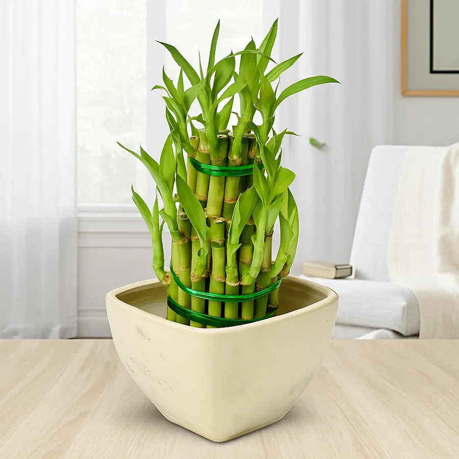 Three-tier bamboo plant in an elegant ceramic pot, ideal for indoor decor.
