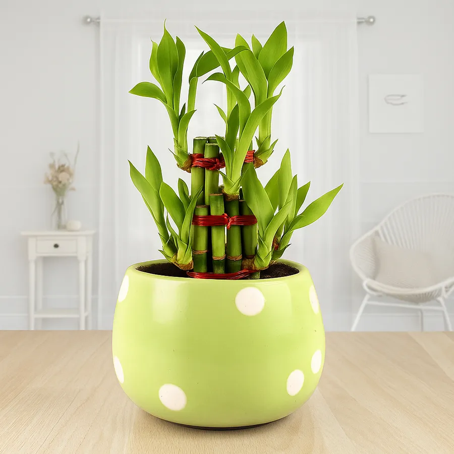Dignified Two Layered Bamboo Plant presented in a stylish ceramic pot.