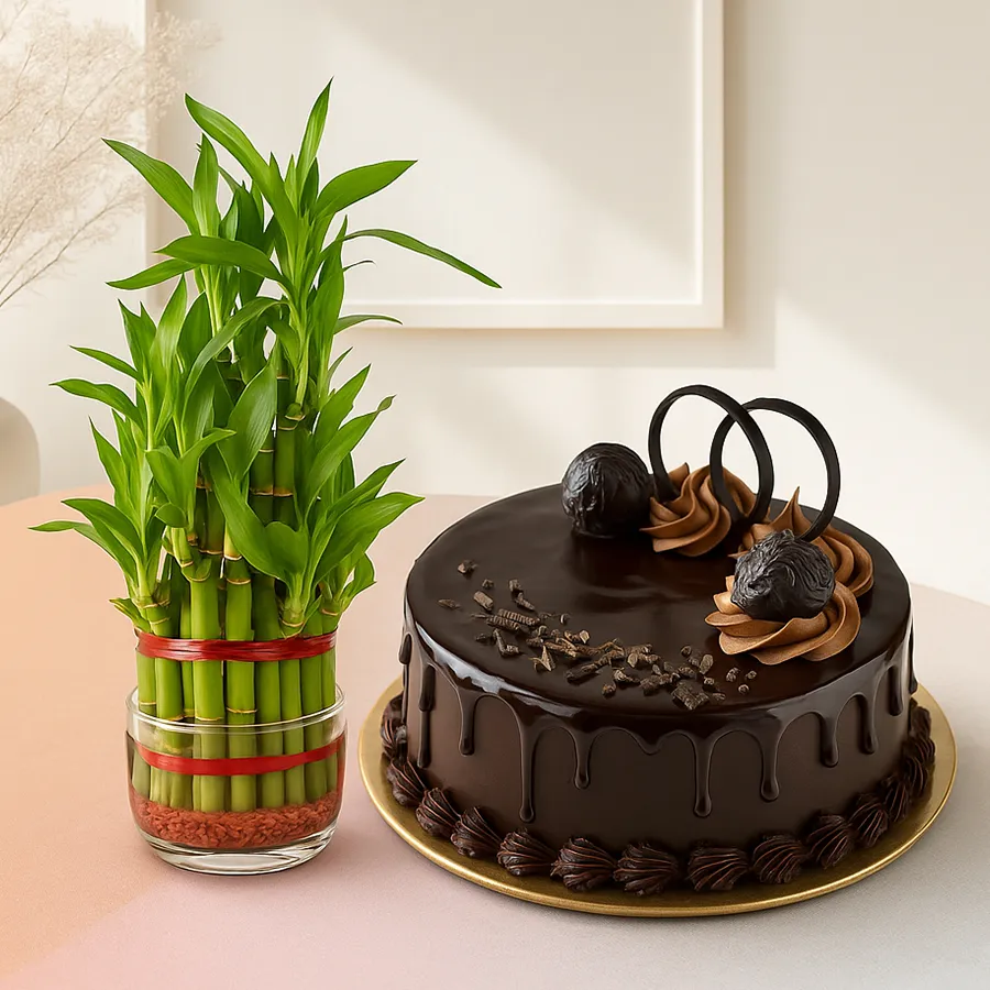 Two Layered Lucky Bamboo in a glass pot with a chocolate cake beside it.