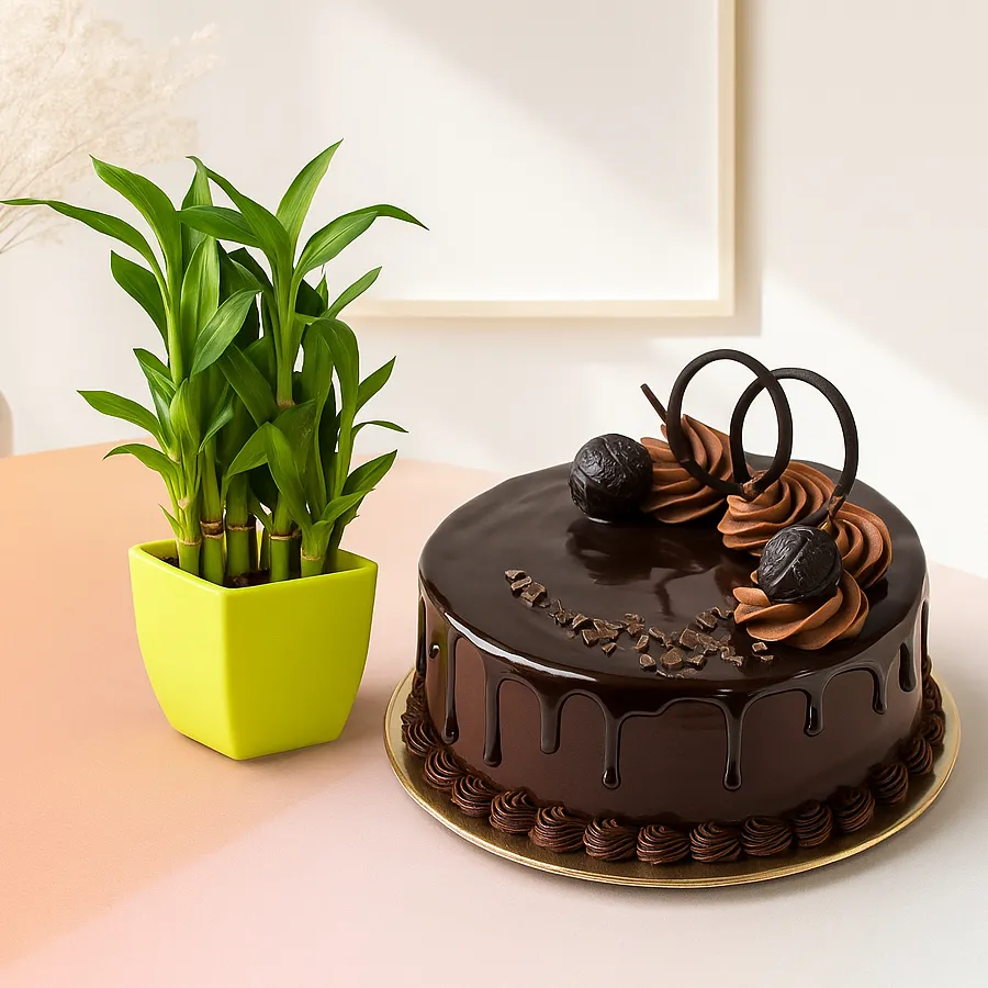 Two-tier lucky bamboo plant in a designer pot with a chocolate truffle cake, perfect for gifting.