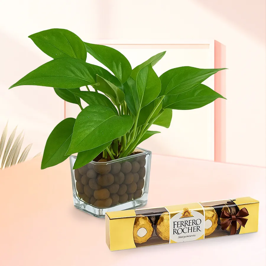 Blossom-filled money plant in a glass vase with Ferrero Rocher chocolates.