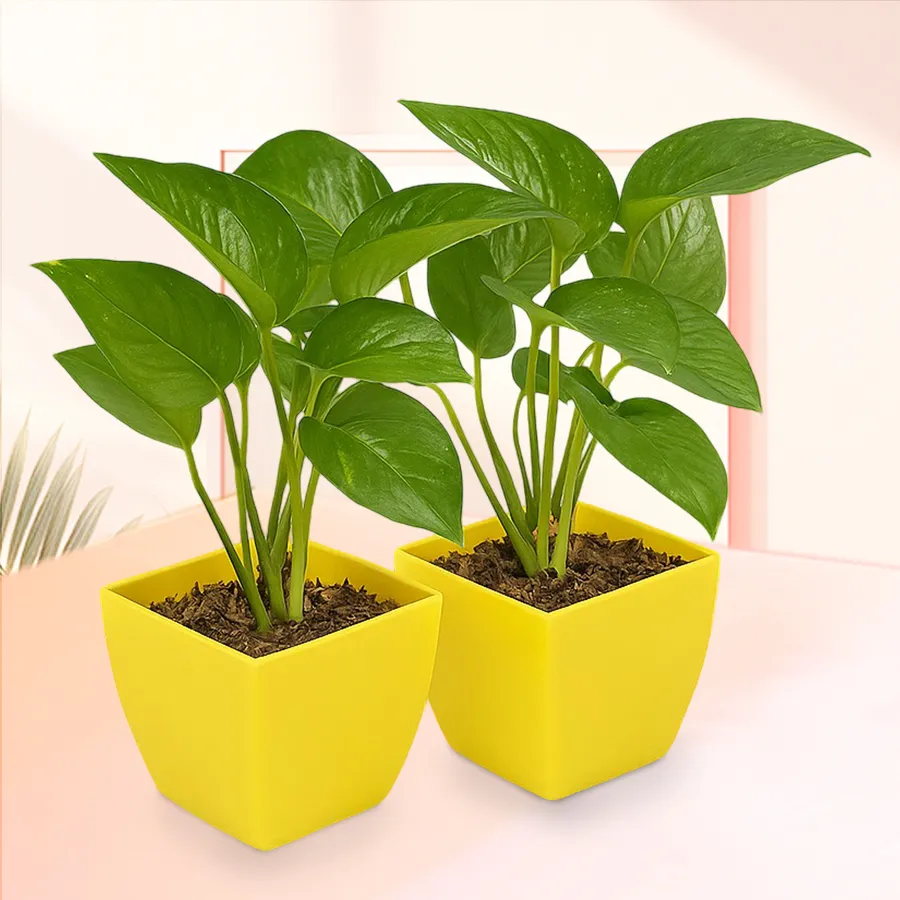 Two lush green money plants in attractive plastic pots, perfect for gifting.