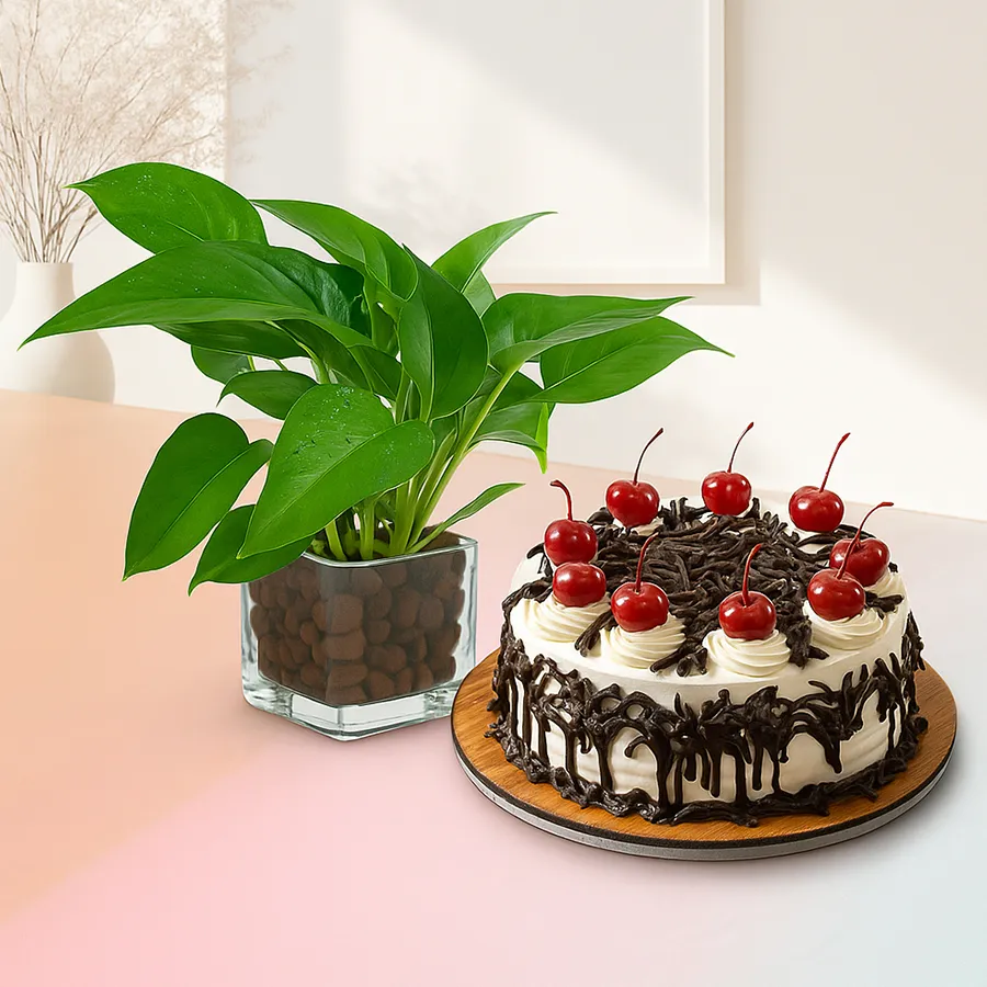 Good Luck Money Plant in glass pot with a delicious Black Forest Cake, perfect for gifting.