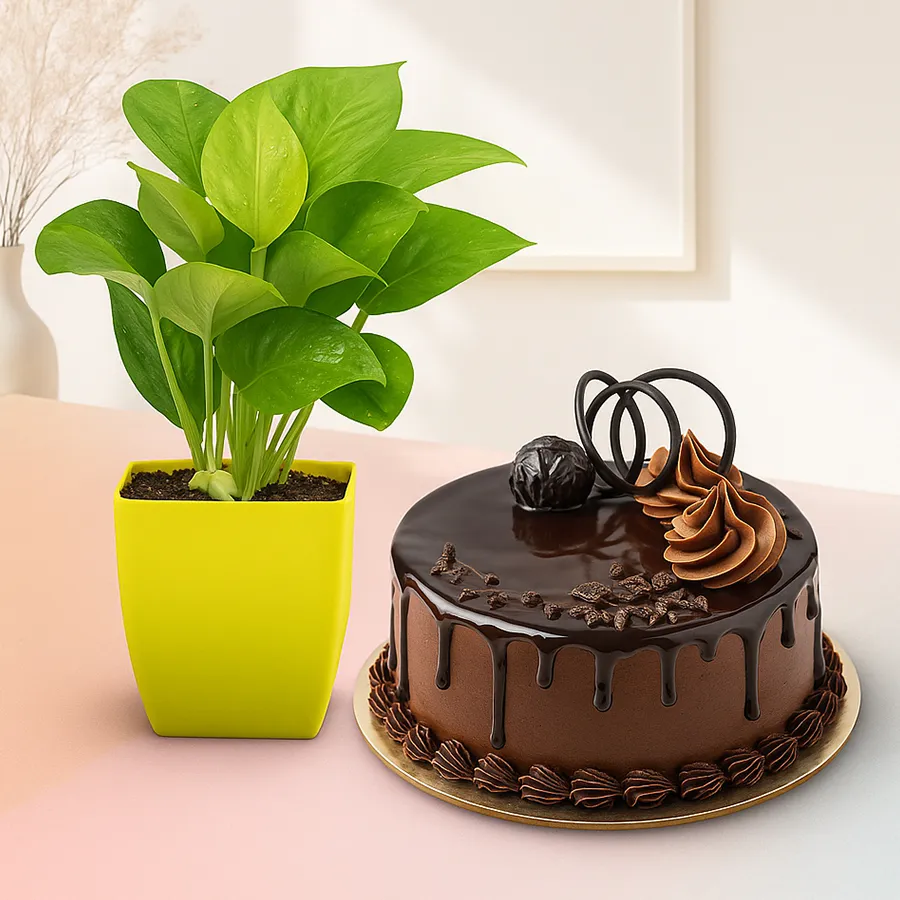 Lovely money plant in plastic pot with a delicious chocolate truffle cake.