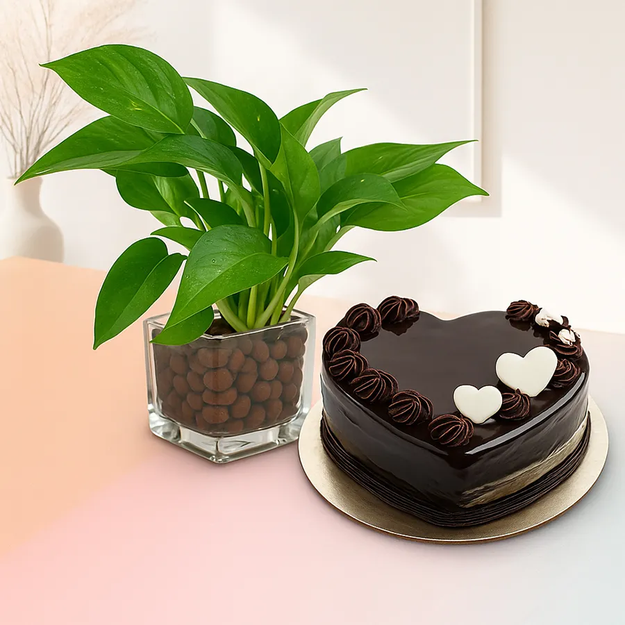 Heartfelt gift of an evergreen Money Plant in a glass pot paired with a heart-shaped 1LB chocolate cake.