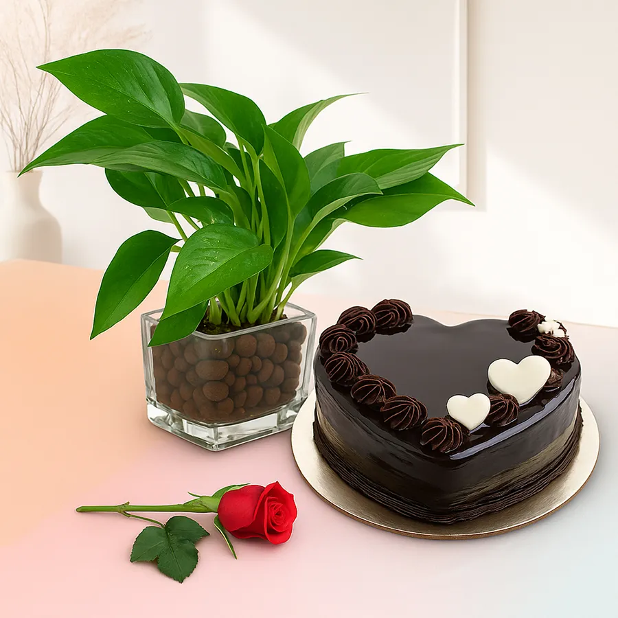 A romantic gift set featuring a red rose, heart-shaped chocolate cake, and a money plant in a glass pot.