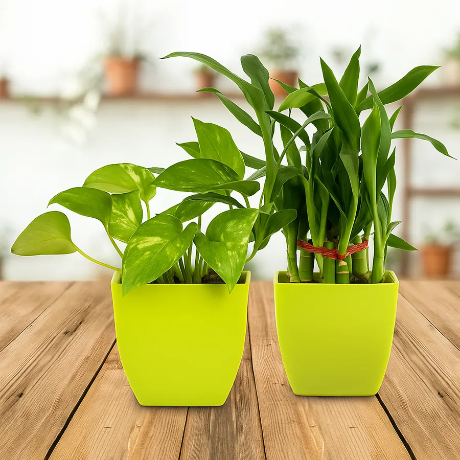 Two green plants in stylish plastic pots, symbolizing luck and prosperity.